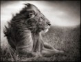 /album/fotogaleria-nick-brandt/nick-brandt-1-jpg/